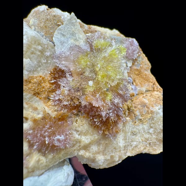 White Creedite Flower with Yellow and Pink Guizhou 6.5 cm — alternate view