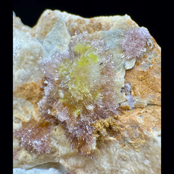 White Creedite Flower with Yellow and Pink Guizhou 6.5 cm — alternate view