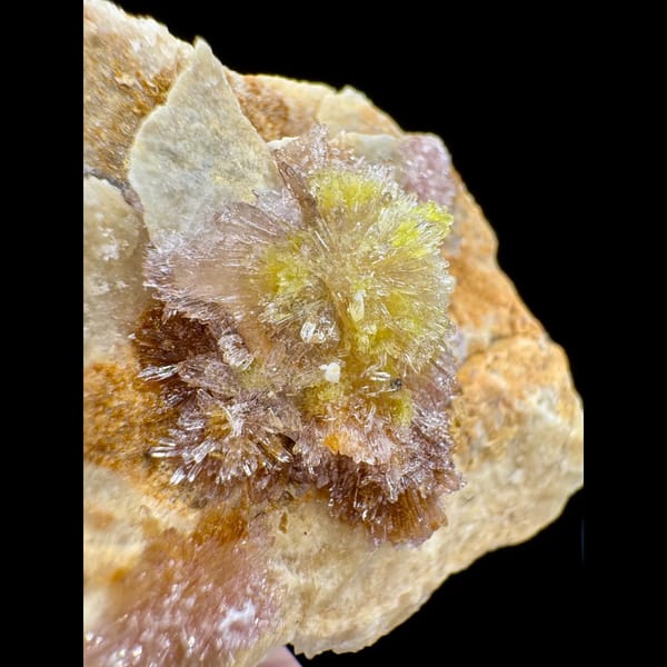 White Creedite Flower with Yellow and Pink Guizhou 6.5 cm — detail view