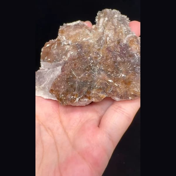 Cream Creedite Chrysanthemum Plate 9.0 cm — complete view (video frame)