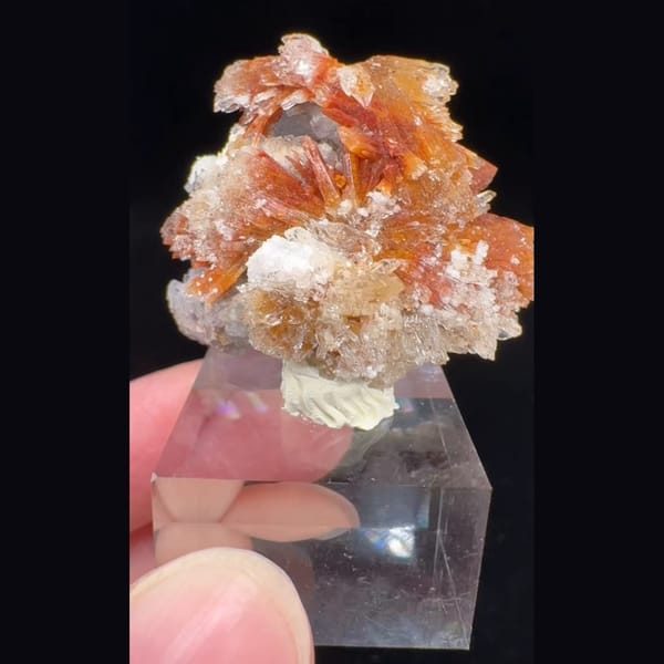 Orange-Yellow Creedite Flower 4.0 cm — complete view (video frame)