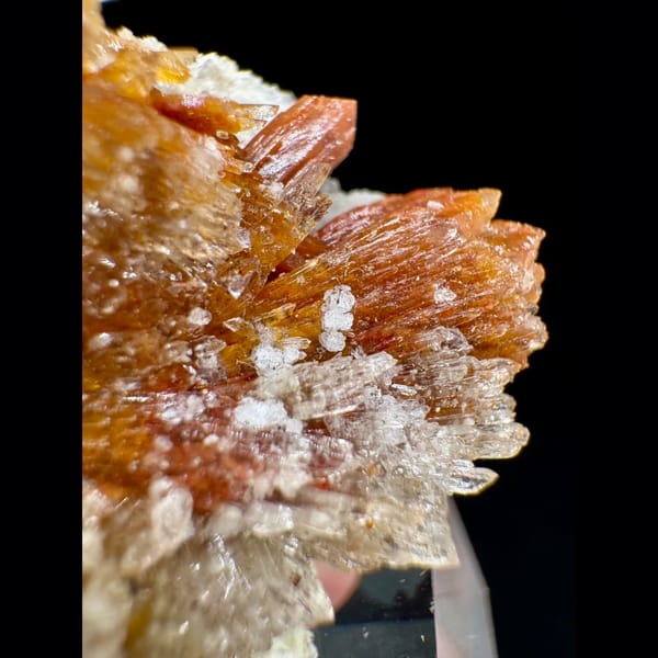 Orange-Yellow Creedite Flower 4.0 cm — alternate view