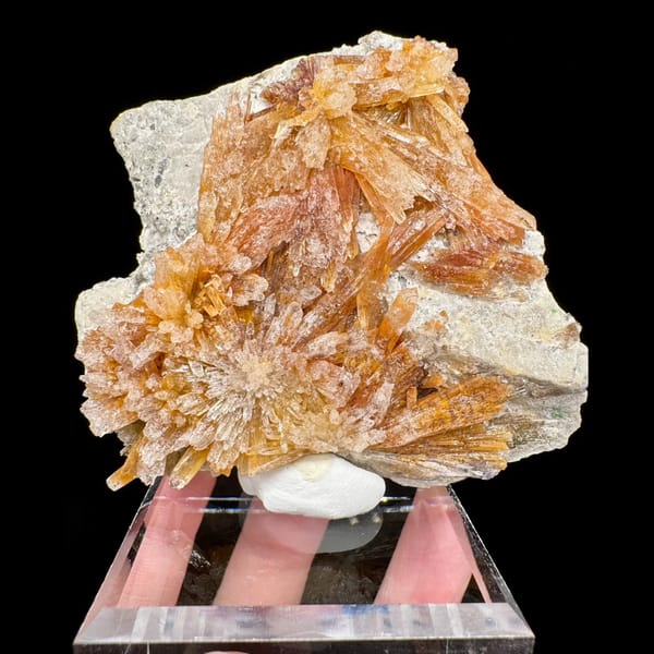 Orange-Yellow Creedite Flower 7.5 cm — complete view