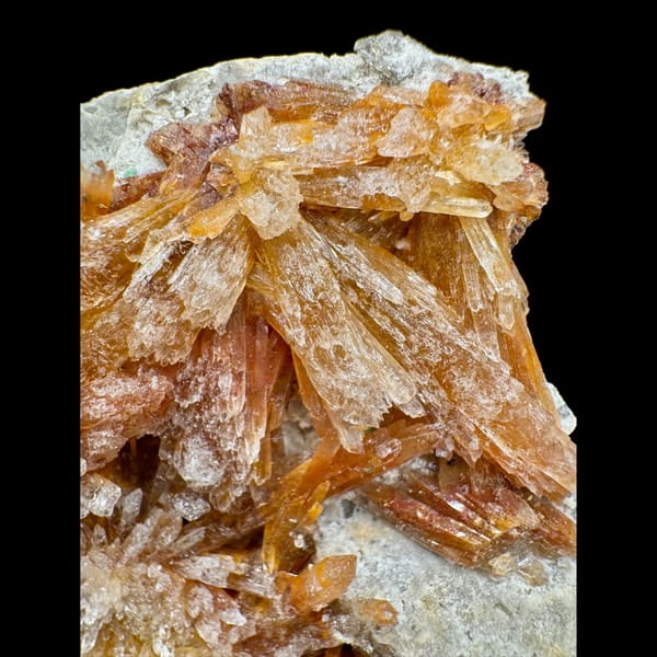 Orange-Yellow Creedite Flower 7.5 cm — alternate view