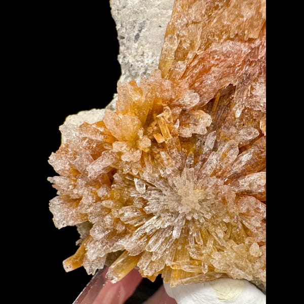Orange-Yellow Creedite Flower 7.5 cm — alternate view