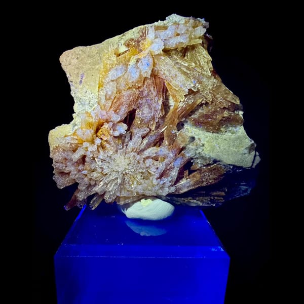 Orange-Yellow Creedite Flower 7.5 cm — detail view