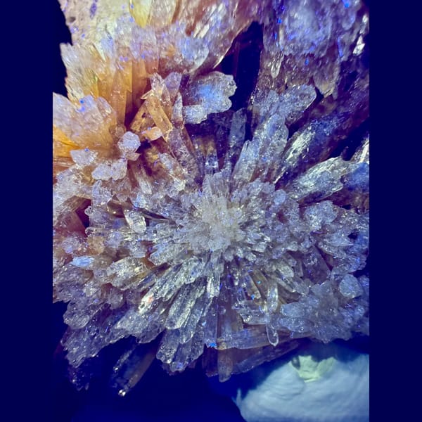Orange-Yellow Creedite Flower 7.5 cm — detail view