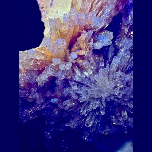 Orange-Yellow Creedite Flower 7.5 cm — detail view