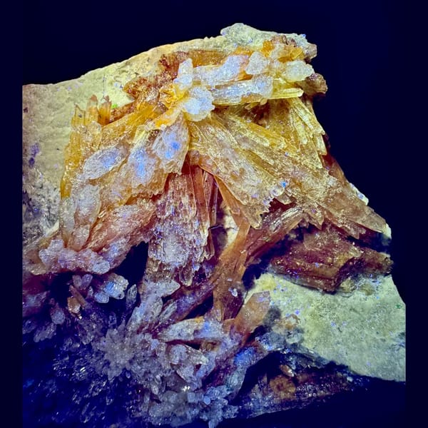 Orange-Yellow Creedite Flower 7.5 cm — detail view