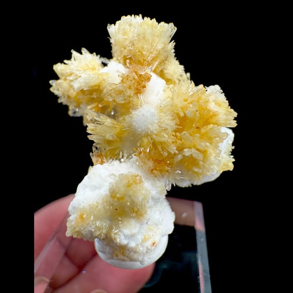 Yellow Creedite Sprays on White Base 7.0 cm — complete view