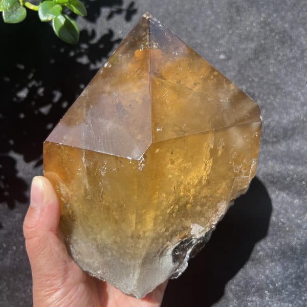 Golden citrine freeform in sunlight showing phantom mountains inside