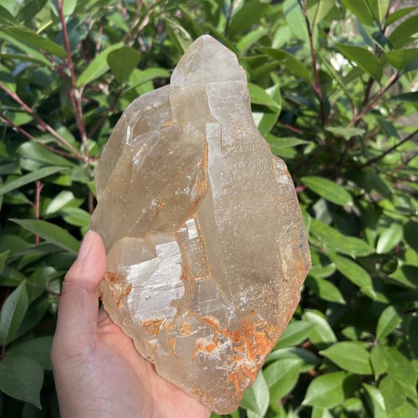 Citrine held vertically with multiple terminations against green leaves