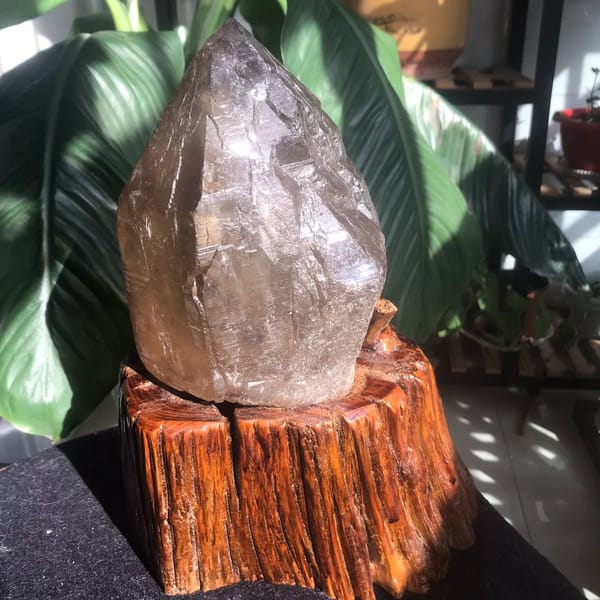 Broad body of the elestial citrine resting in the carved wooden base
