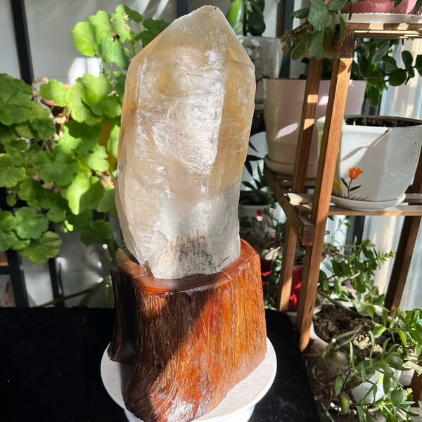 Large citrine point standing on a carved red-brown tree root stand among plants