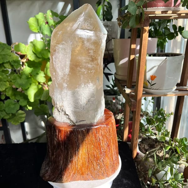 Front view of the honey-toned skeletal crystal on its wooden root display base
