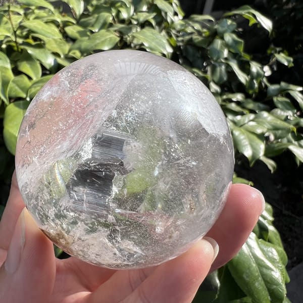 Skeletal plates glinting grey in the centre of the clear sphere