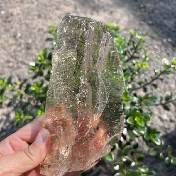Smooth glossy face of the smoky quartz glowing against the shrub