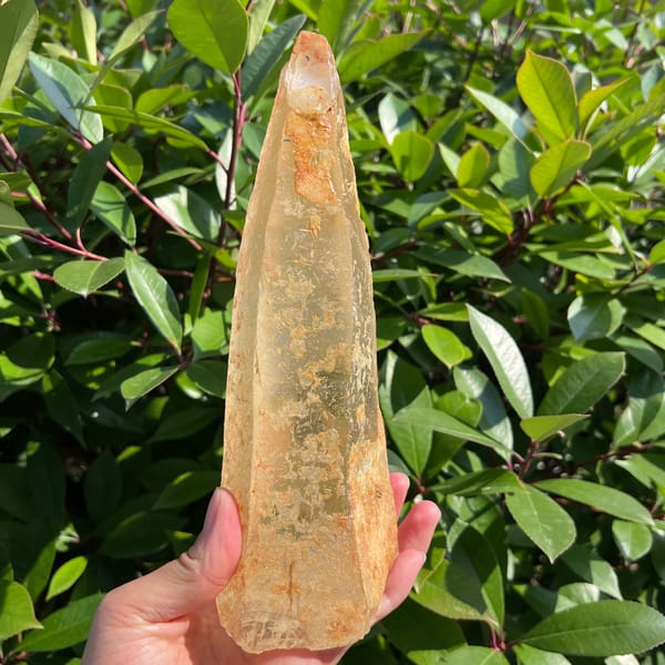 Long tapering laser quartz point with yellow skin held up to foliage