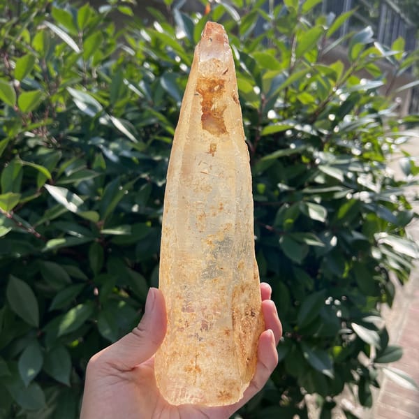 Laser point in shade showing its full length and yellow skin