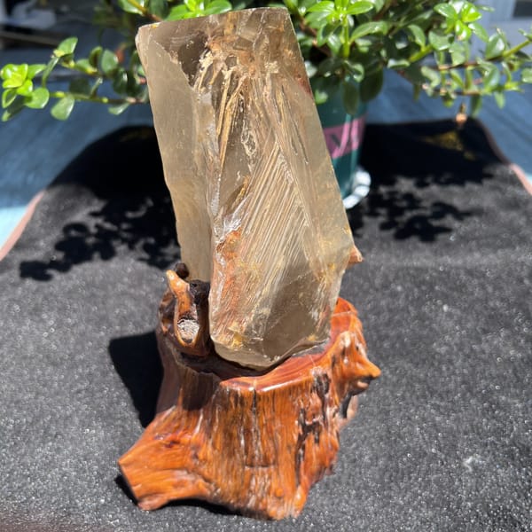 Edge view of the crystal resting in the root-wood stand