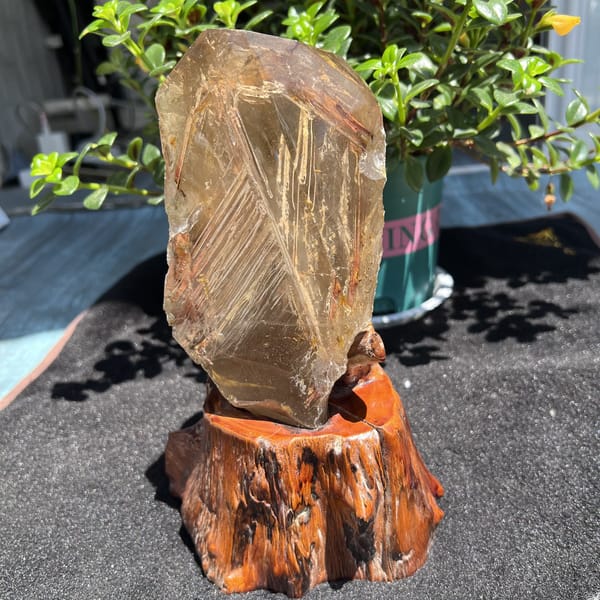 Crystal on the stand in front of a potted plant on dark cloth
