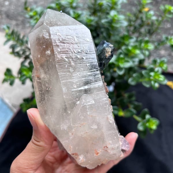 Side of the specimen with etched faces and pink lepidolite at the base