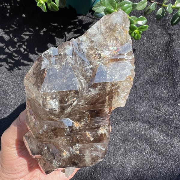 Smoky quartz from the base end with glossy windows rising above