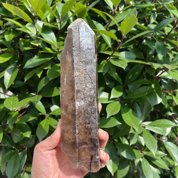 Narrow side of the smoky quartz point with white veils along the edge