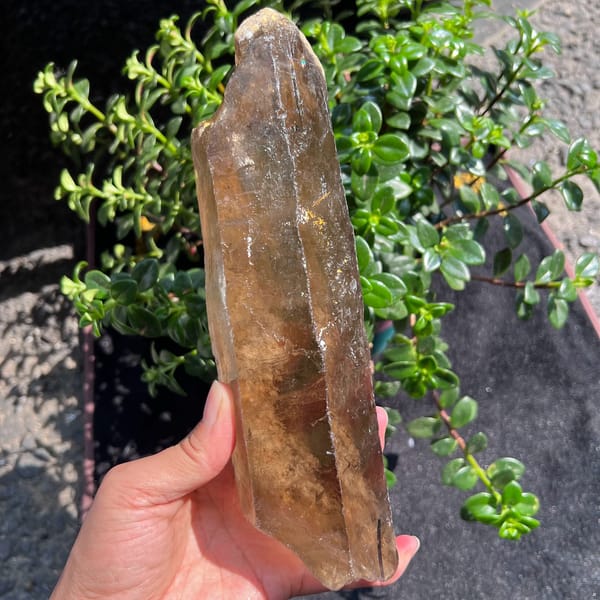 Smoky quartz held up in sun glowing amber through the lower body