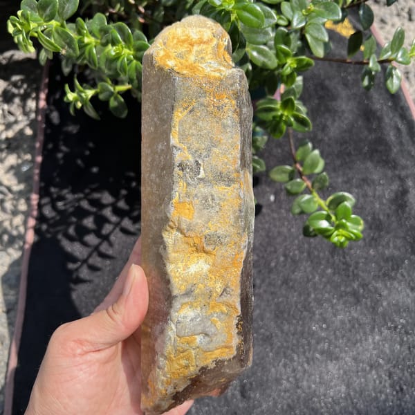 Reverse face of the smoky quartz covered with yellow-orange natural crust