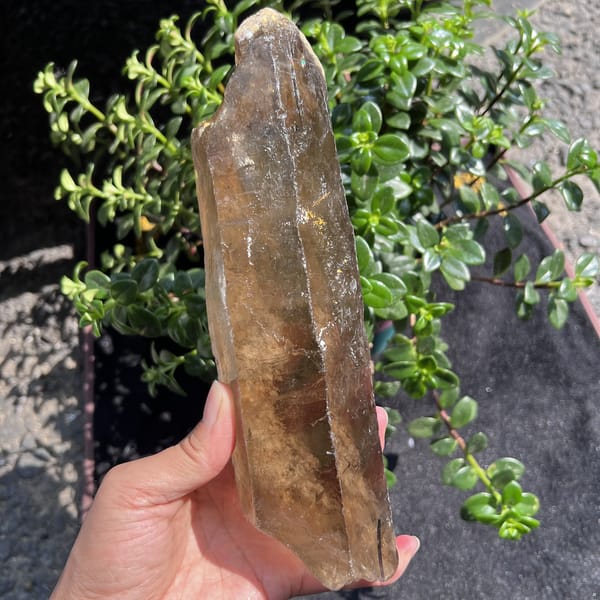 Smoky quartz point in hand with amber and grey zones