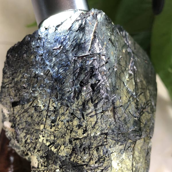 Bright close-up of blue sheen and dense needle texture on the surface