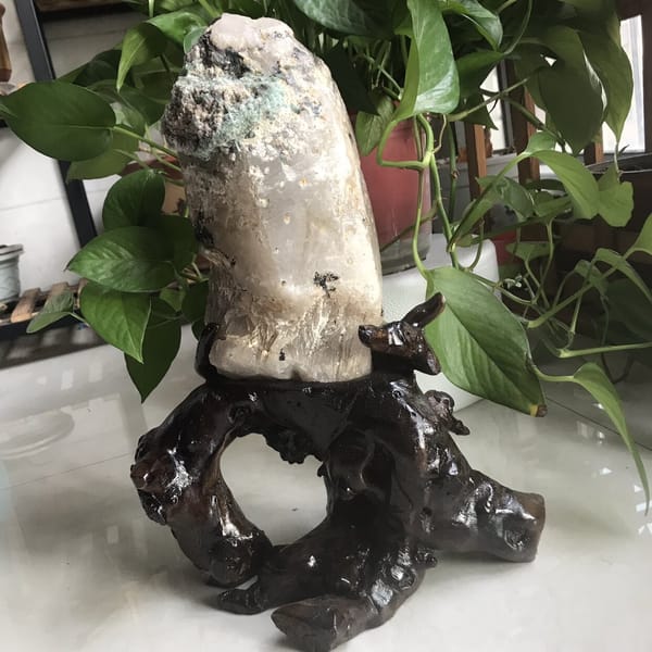 Upright specimen among plants with the tourmaline crust at the top