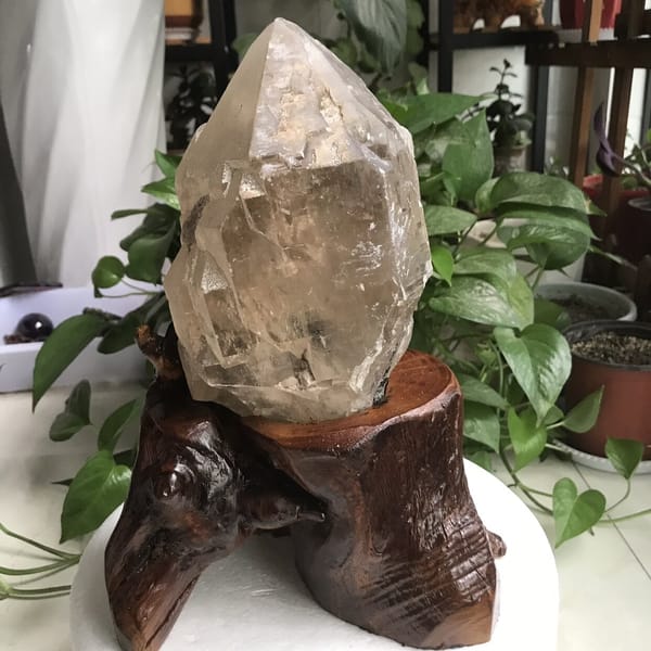 Crystal on its root-wood stand among green plants, side angle