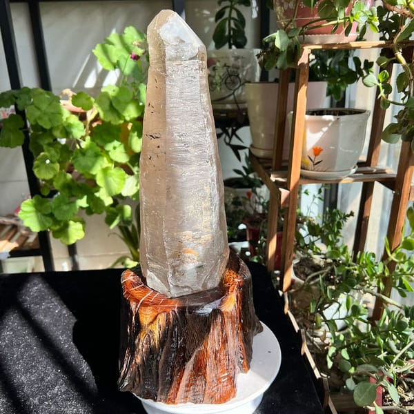 Quartz laser point on its wooden root base in front of potted geraniums