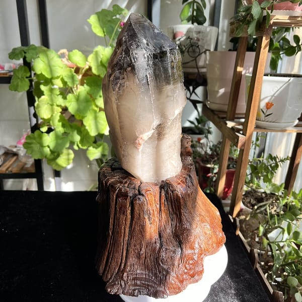 Smoky quartz on root stand with sunlight on the skeletal growth faces