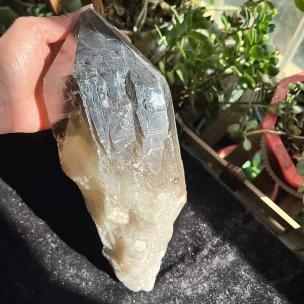 Smoky quartz held up showing the rough white base and dark tip