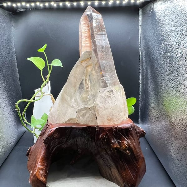 Large clear quartz point with a companion crystal on a root-wood display base