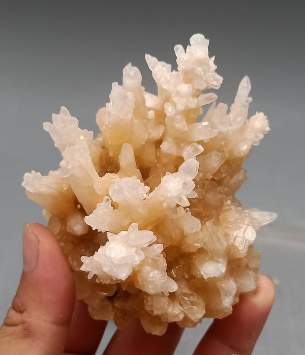 Pfirsich Calcite Blumen mit Pale Tipps — Yunnan