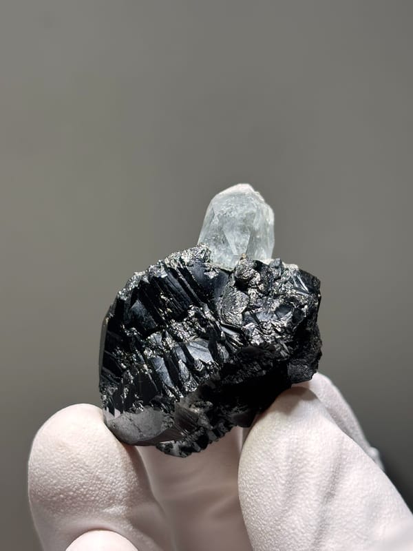 Pale aquamarine on black cassiterite from Xuebaoding, Sichuan, China, held in gloved hand