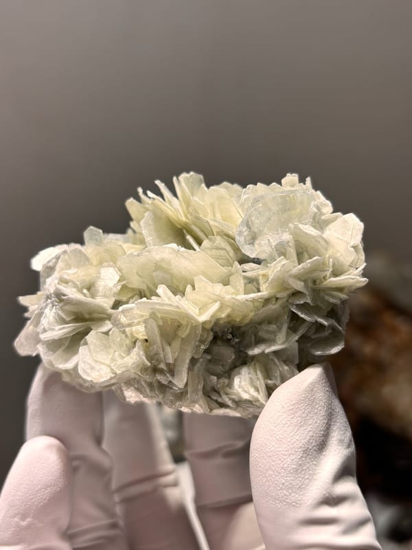 Cluster of pale mica rosettes with aquamarine from Xuebaoding, Sichuan, China, held in gloved hand