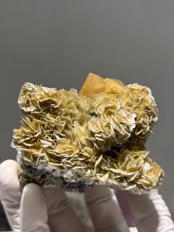 Honey scheelite in bed of golden mica rosettes from Xuebaoding, Sichuan, China, held in gloved hand