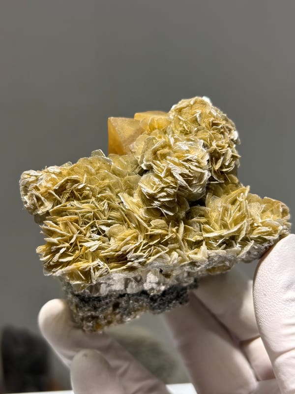 Honey scheelite in bed of golden mica rosettes from Xuebaoding, Sichuan, China, second angle