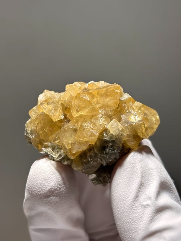 Golden scheelite cluster of intergrown crystals from Xuebaoding, Sichuan, China, held in gloved hand