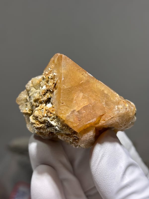 Large honey-orange scheelite on tan mica from Xuebaoding, Sichuan, China, held in gloved hand