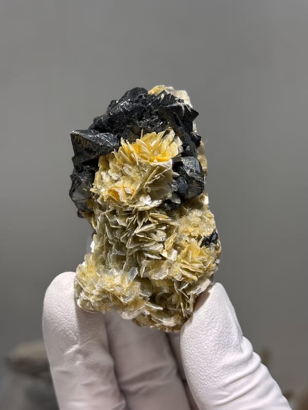 Black cassiterite crystals over tan mica rosettes from Xuebaoding, Sichuan, China, held in gloved hand