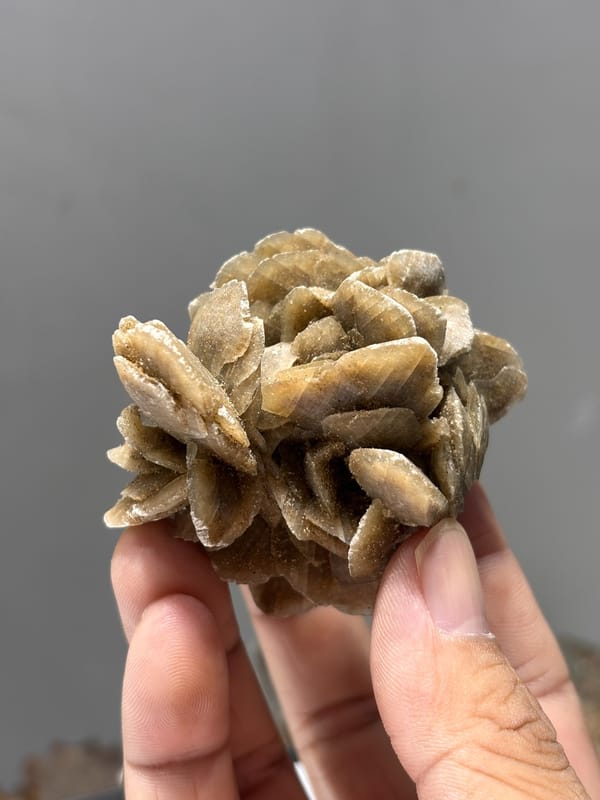 Tan gypsum desert rose from Inner Mongolia, China, held in hand