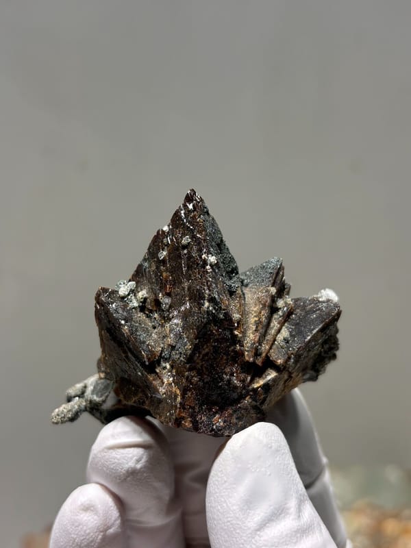 Dark brown helvine crystal group from Inner Mongolia, China, held in gloved hand