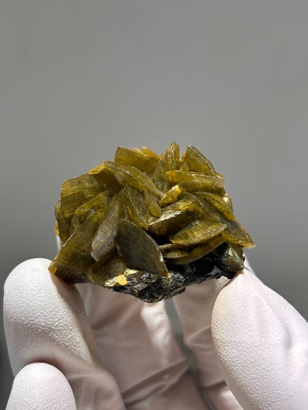 Golden-brown siderite blades with pyrite from Guizhou, China, held in gloved hand