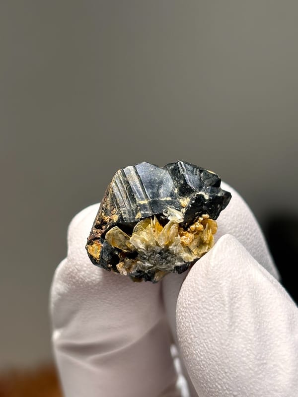 Tiny black cassiterite with golden mica from Xuebaoding, Sichuan, China, held in gloved hand